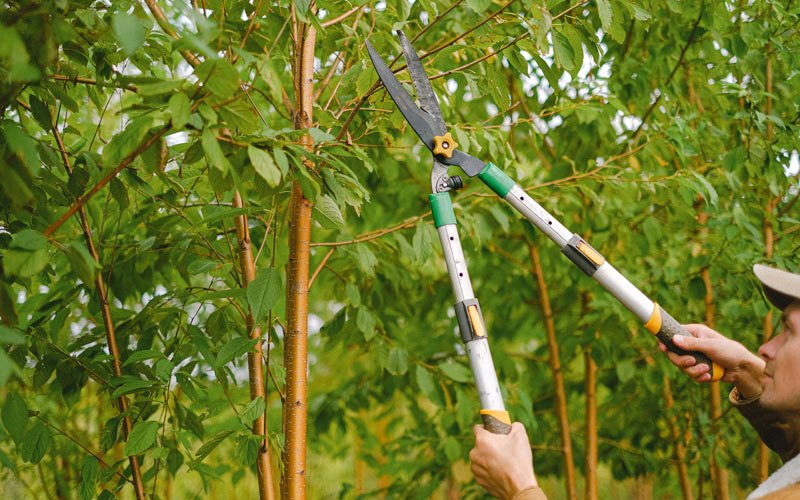 Tree trimming in Hilliard, FL